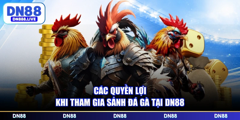 Các quyền lợi khi tham gia sảnh đá gà tại DN88