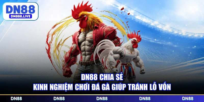 DN88 chia sẻ kinh nghiệm chơi đá gà giúp tránh lỗ vốn