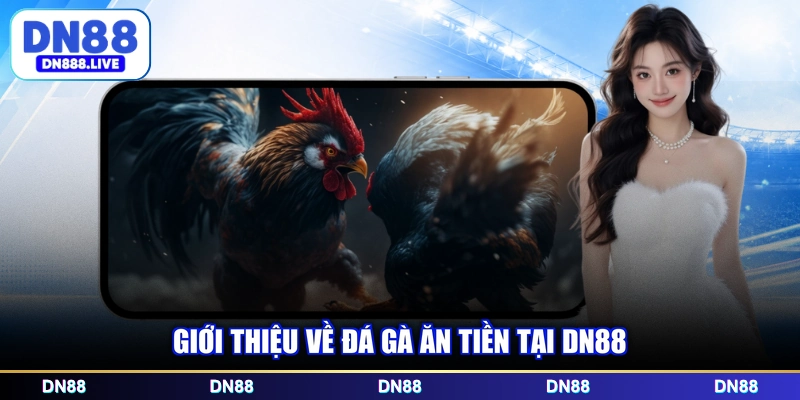 Giới thiệu về đá gà ăn tiền tại DN88
