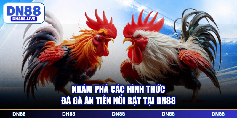 Khám phá các hình thức đá gà ăn tiền nổi bật tại DN88