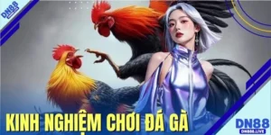 Kinh Nghiệm Chơi Đá Gà